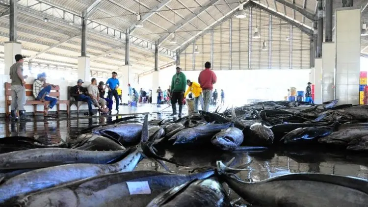 Demi Daya Saing, Industri Tuna Wajib Sertifikasi