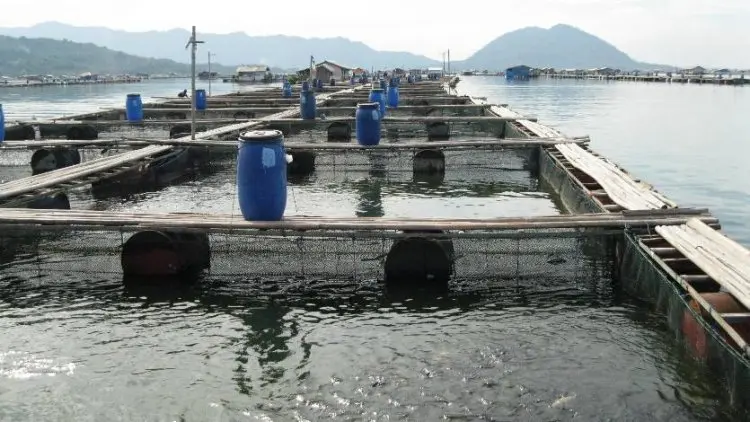 DKP Jabar Mencari Solusi Soal Penertiban KJA di Tiga Waduk
