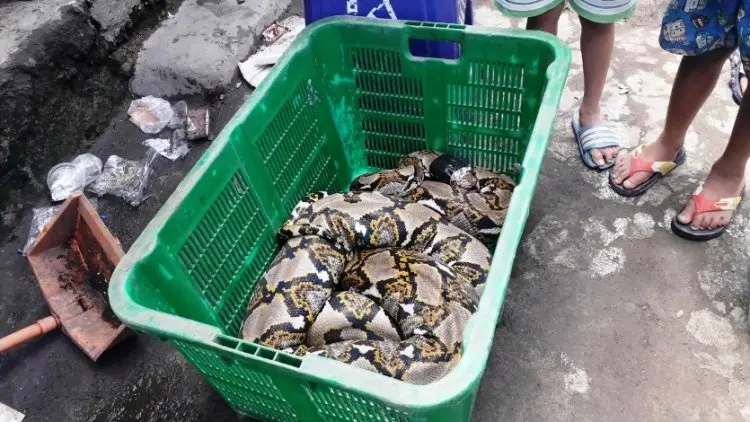 Heboh, Warga Temukan Ular Sepanjang 5 Meter di Anak Kali Cikapundung