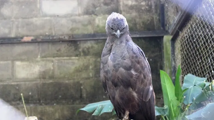 Burung Elang Dilindungi Tersangkut di Tiang Listrik
