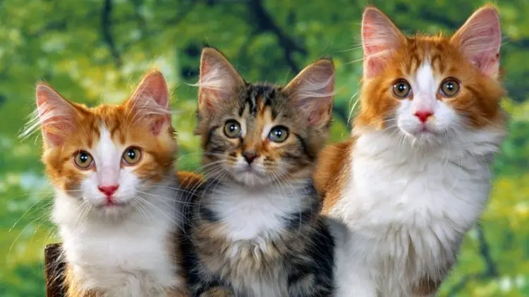 Azab karena Menzalimi Seekor Kucing