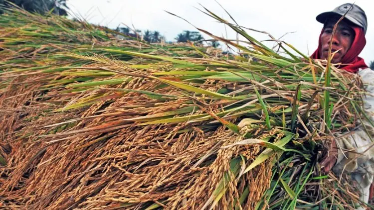 Petani Subang 'Diguyur' Kementan Rp43 Miliar