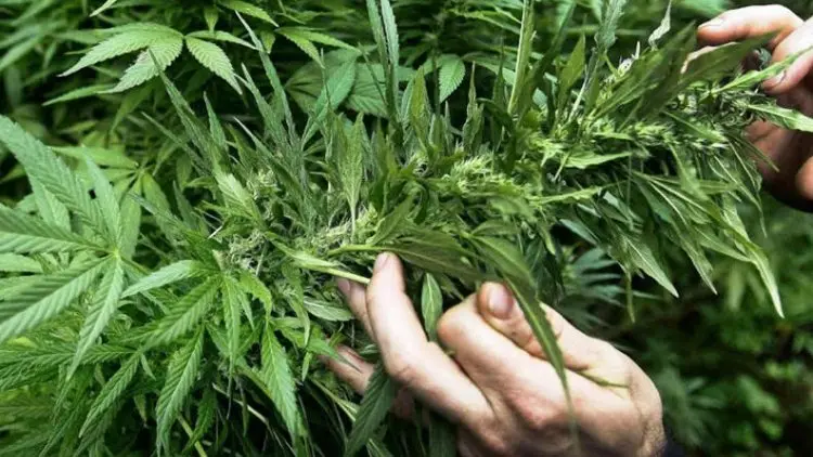 Menanam Ganja di Lahan Kosong, Iboy Masuk Penjara
