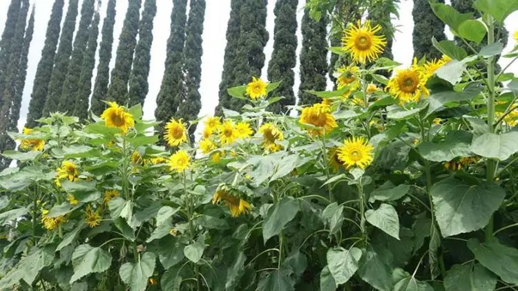 Bunga Matahari, Pokok Kemakmuran Spesies
