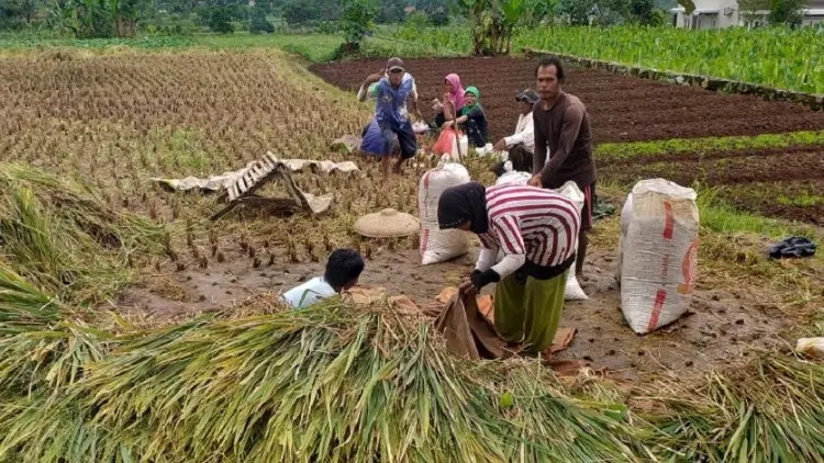 Kabupaten Bogor Waswas Cadangan Beras
