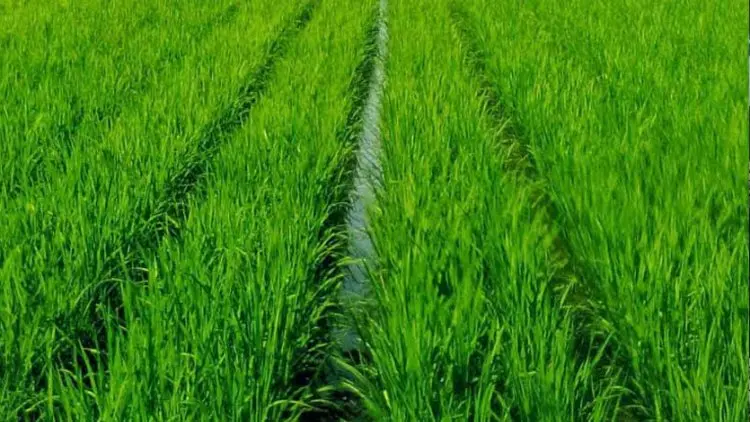 Petani Purwakarta Beralih ke Padi Organik, Ini Lho Keuntungannya