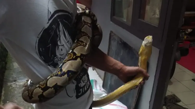 Heboh, Penemuan Ular Sanca di Rumah Warga Babakan Sari
