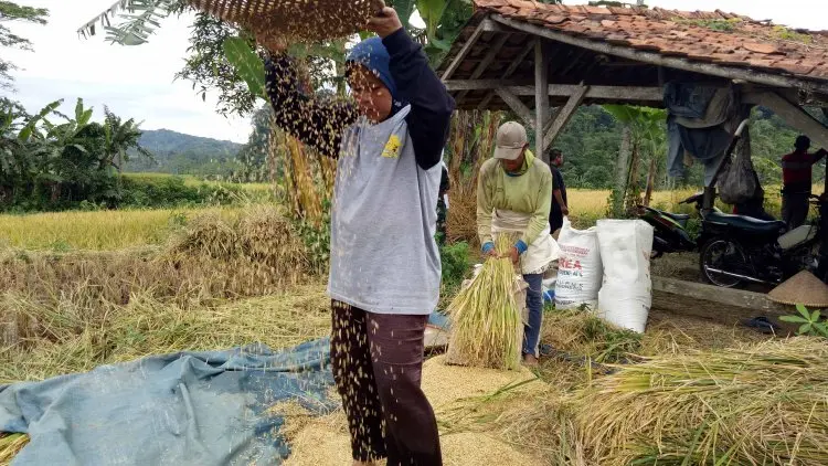 Petani Karawang Kembali Gigit Jari