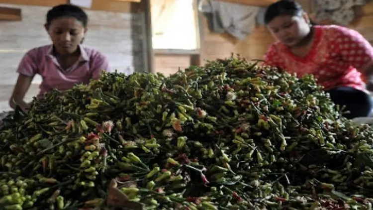 Semerbak Harum Aroma Cengkih di Pulau Pisang Lampung