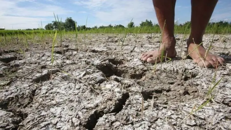 Kementan Imbau Petani Mewaspadai Datangnya El Nino