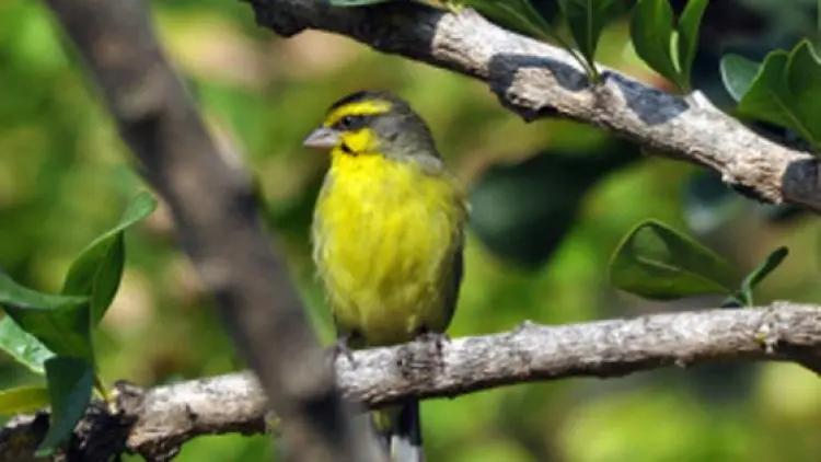 Long Weekend, Yuk Noong Manuk di Bandung Zoo 