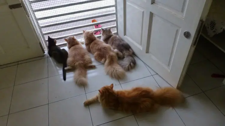 Alasan Medis Pelihara Kucing di Dalam Rumah