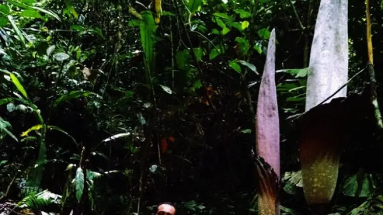 Tiga Bunga Bangkai Ditemukan di Kampar