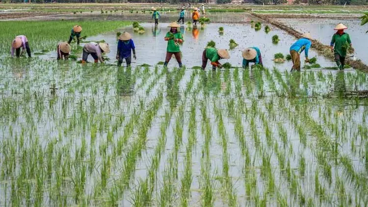 Gerakan Percepatan Tanam Padi di Bekasi