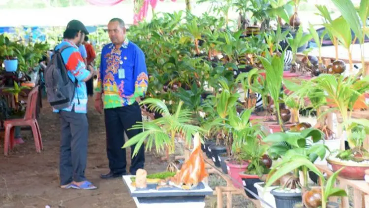 Perkumpulan Bonsai Kelapa Ingin Pecahkan Rekor Muri