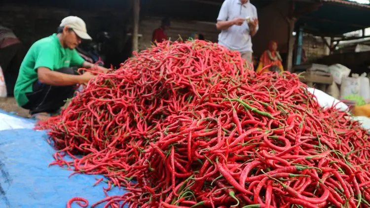 Jelang Puasa Cabai Mahal, Kemana Kemendag?