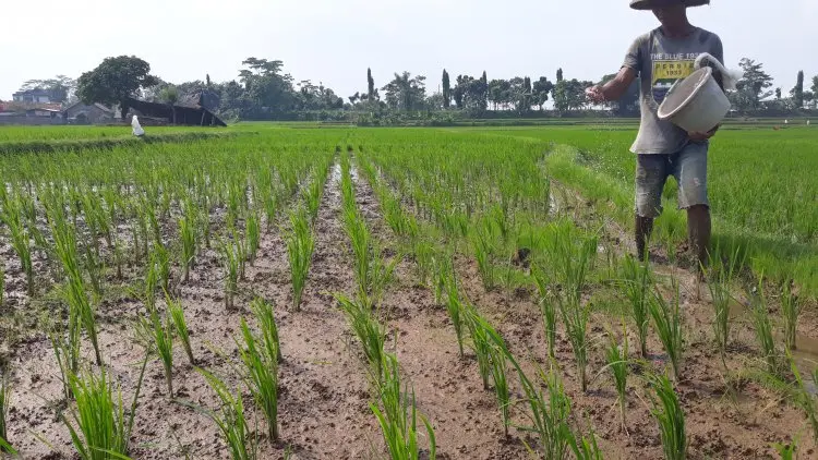 PKC Pastikan Ketersedian Pupuk Aman Dua Bulan Kedepan