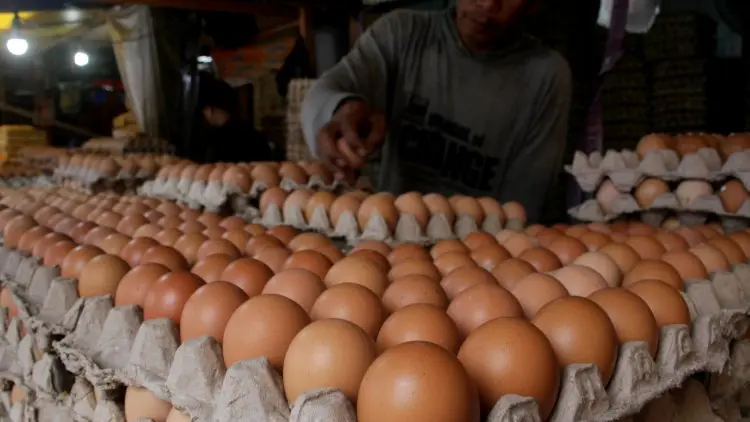 Mentan Ingin Harga Telur Stabil Rp23.000
