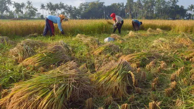 Bulog Subang Optimalkan Serapan Beras di Panen Raya