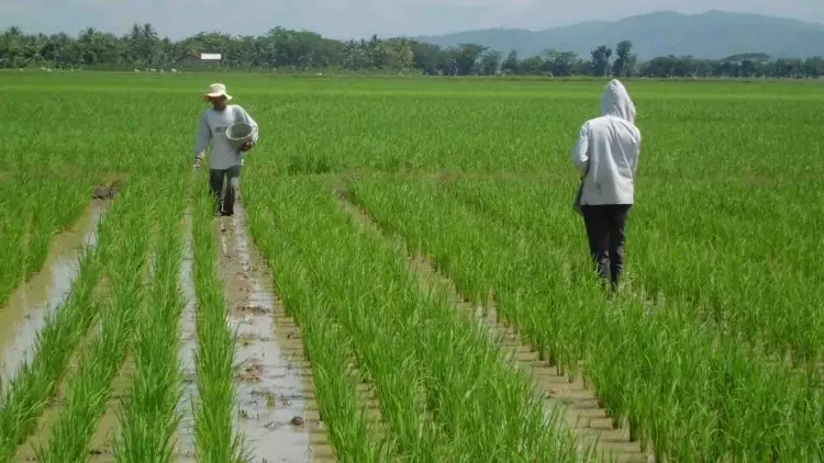 Target Kementan 2019, Cetak Sawah Baru 6.000 Hektare