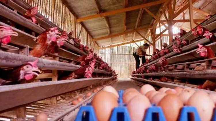 XL Terapkan IoT Digitalisasi Peternakan Unggas