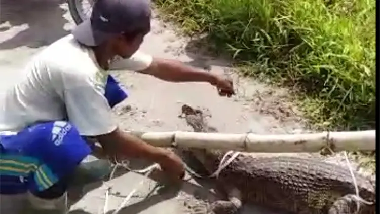 Hii, Muncul Kawanan Buaya di Perairan Cilacap