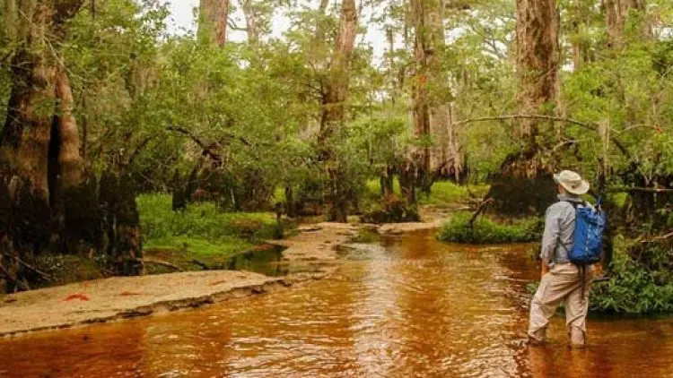 Ilmuwan Temukan Pohon Tua Berusia 2.624 Tahun