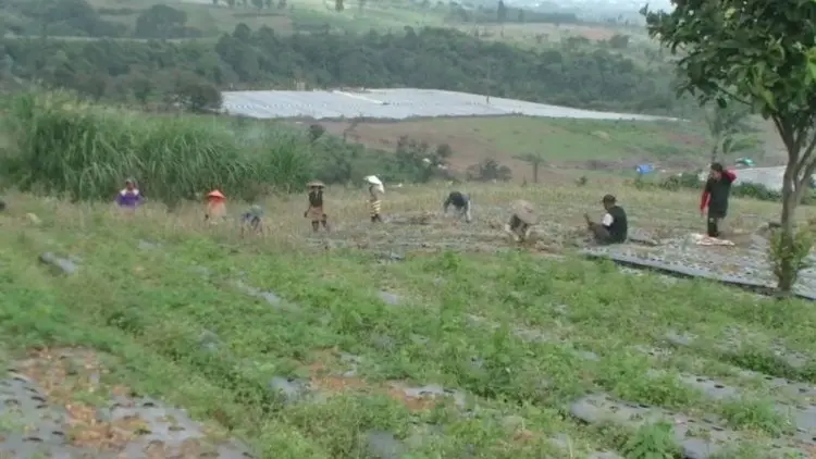 Sukabumi Tambah 1000 Hektare Lahan Bawang Putih