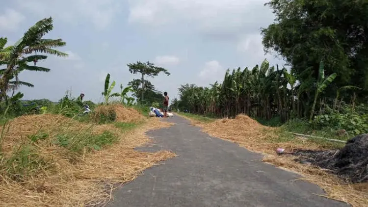 Dana Desa Muluskan Jalan Pertanian di Tegalurung Indramayu