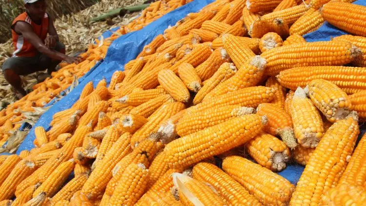 Luar Biasa, Petani di Nagreg Hibahkan Lima Hektar Lahan Miliknya