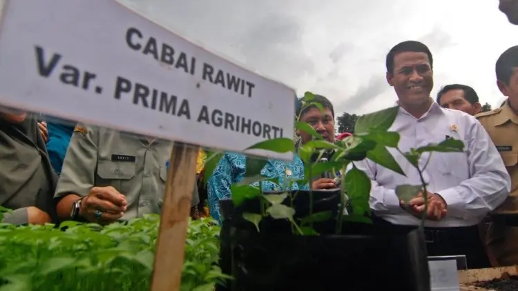 Amran Perintahkan Bulog Borong Cabai Rp8.000/Kg