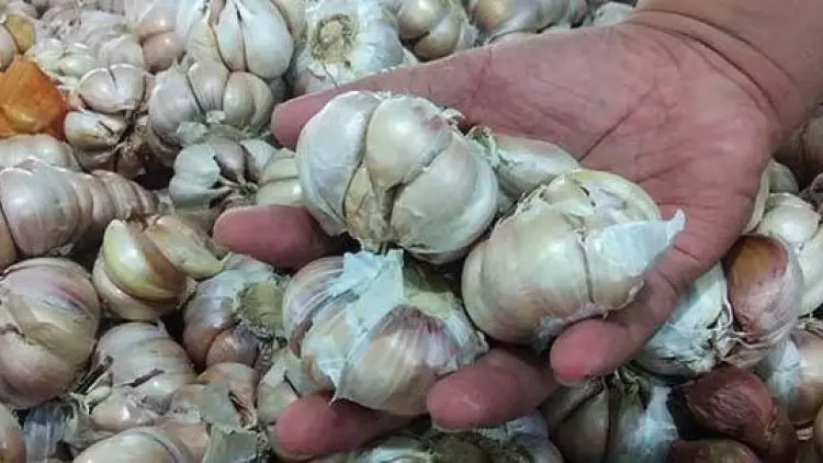Kementan Jual Bawang Cabai Murah, Serbu..!