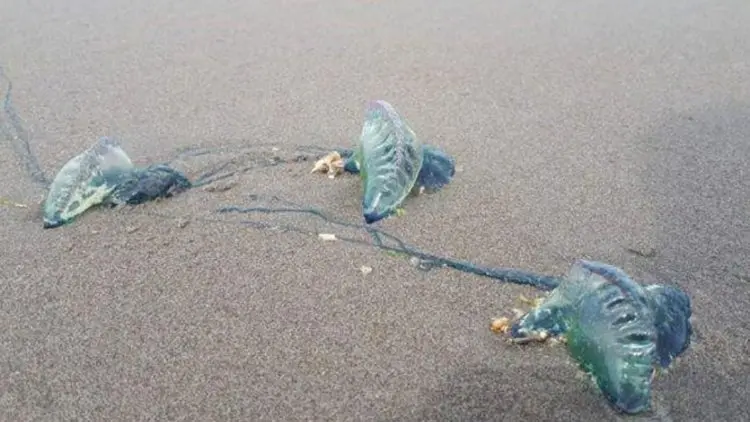Heboh, Ubur-ubur Muncul di Wisata Pantai Sukabumi