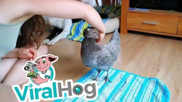 Ayam Peliharaan Bisa Lakukan Atraksi Unik