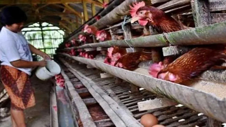 Operasional Mahal, Peternak Ayam Tekor Miliaran