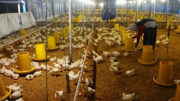 Operasional Mahal, Peternak Ayam Tekor Miliaran