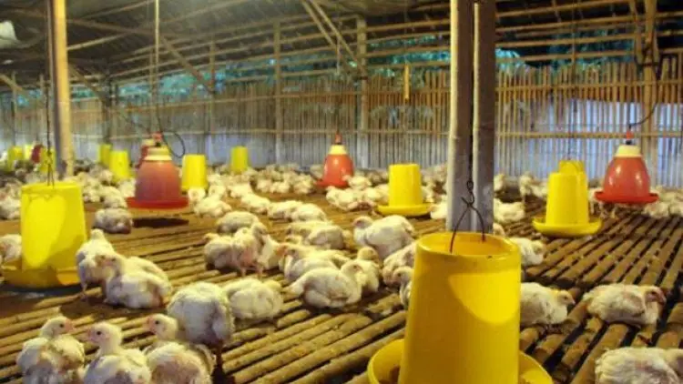 Harga Live Bird Ayam Ras 7 Hari Sesuai Harga Acuan