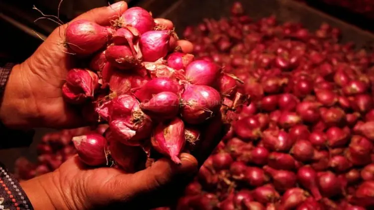 Bawang Merah Provitas 20 Ton Siap Didaftarkan