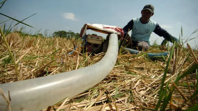 Gawat, 93 Hektar Sawah di Kab. Bandung Terancam Kekeringan