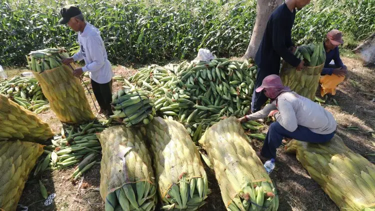 Genjot Produksi Jagung, Purwakarta Optimalkan Lahan Negara