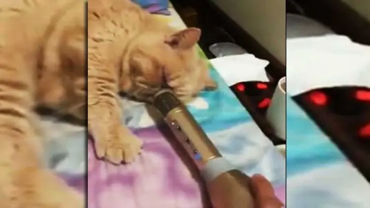 Kucing Ini Suara Dengkurnya Besar Sekali