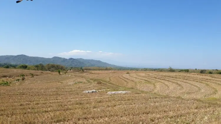 Kementan Imbau Petani Waspada Potensi Kekeringan