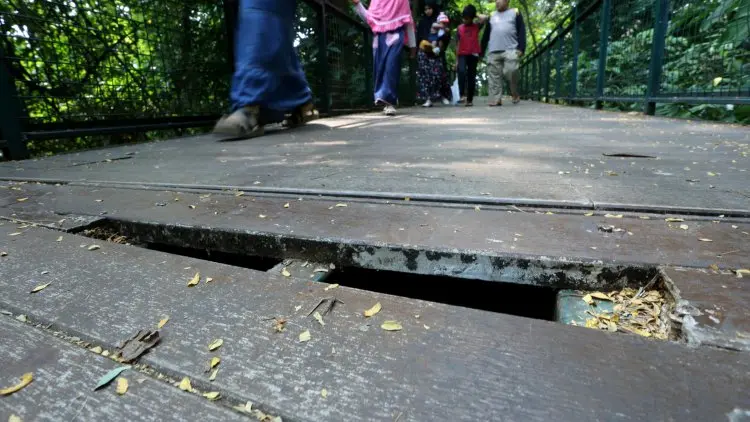 Lantai Forest Walk Bolong