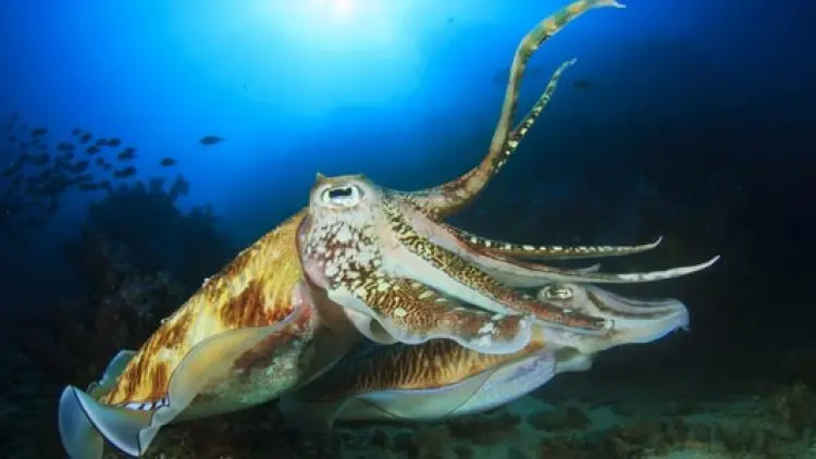 Mengapa Ikan Sotong Matanya Berbentuk Aneh?