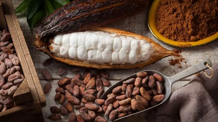 Kulit Biji Kakao pun Bisa Jadi Sirup Lezat