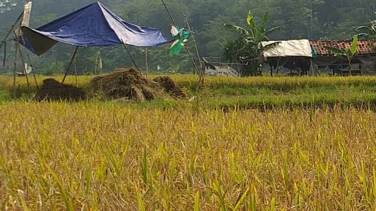 Di Jonggol dan Cariu, Petani Terancam Rugi Rp 3,2 Miliar