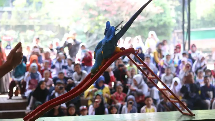 SIRKUS DI BANDUNG ZOO
