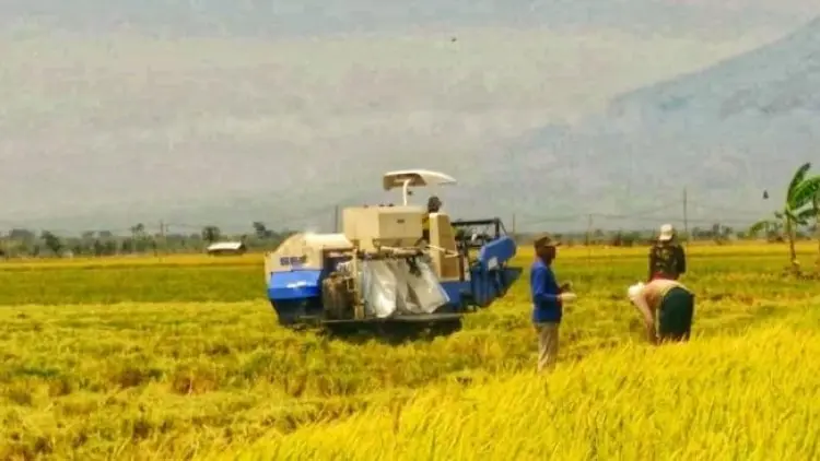 Masuk Musim Kemarau, Awas Harga Beras
