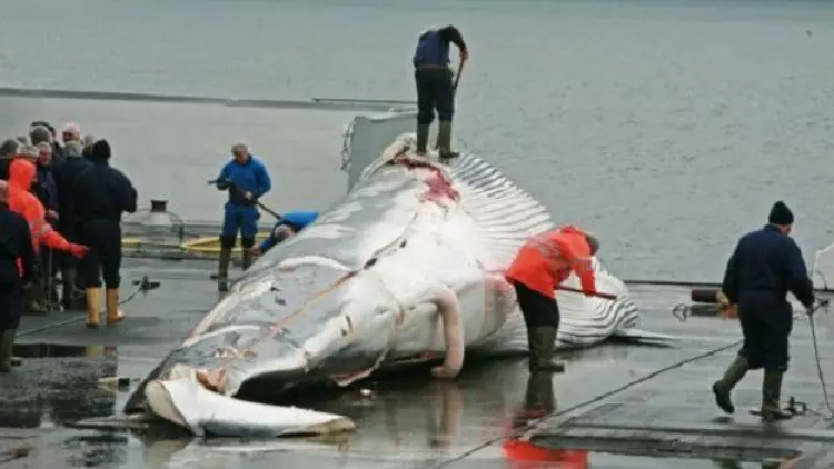 Jepang Lanjutkan Perburuan Ikan Paus