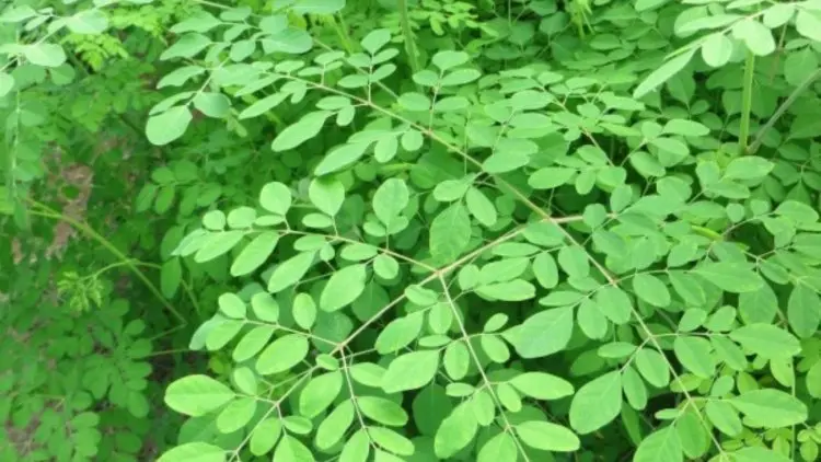 Banyak Manfaat dari Daun Kelor